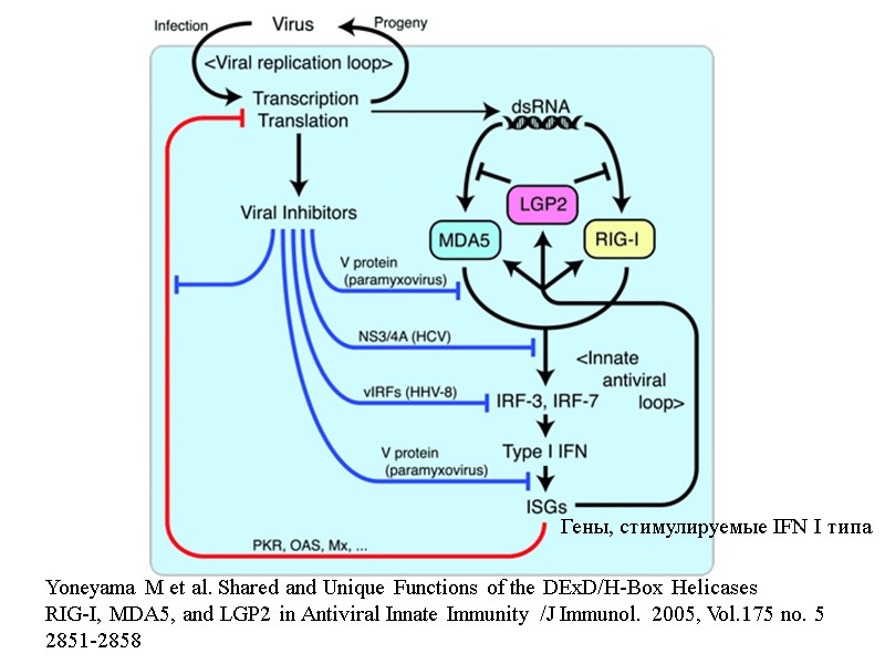 Yoneyama M et al. Shared and Unique Functions of the DExD/H-Box Helicases  RIG-I,